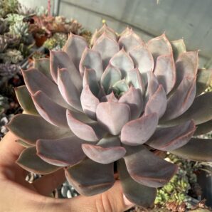 Echeveria Orion