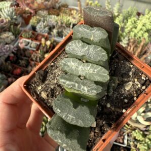 Haworthia truncata