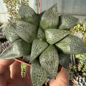 Haworthia comptoniana