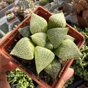 Haworthia picta