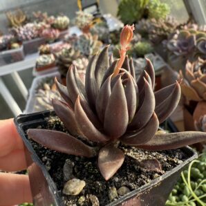 Echeveria Black Knight