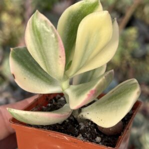 Crassula ovata variegata