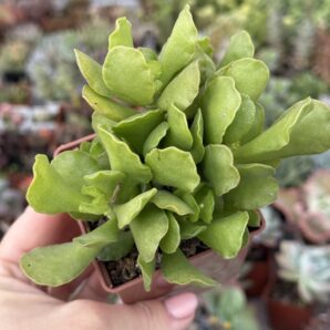 Adromischus cristatus
