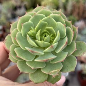 Echeveria Ramillette