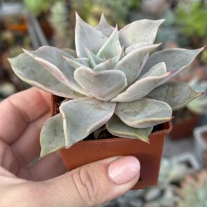 Echeveria Madiba