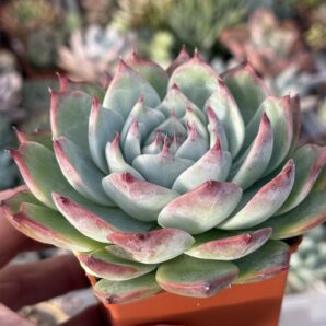 Echeveria chihuahuensis Ruby Blush