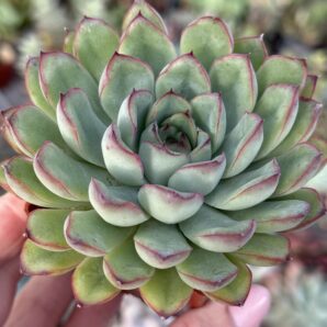 Echeveria Hercules