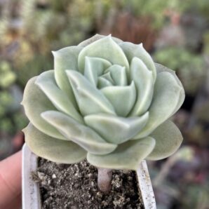 Echeveria Lovely Rose