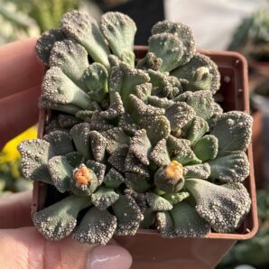 Titanopsis calcarea