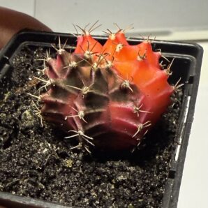 Gymnocalycium mihanovichii f.variegata