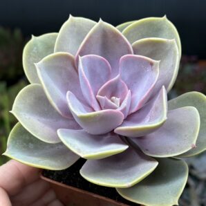 Echeveria Perle von Nurnberg