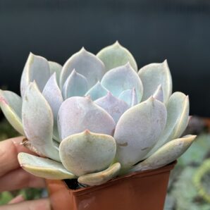 Echeveria Latte Rose
