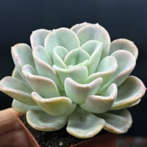 Echeveria Orpet