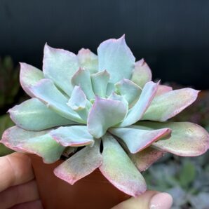 Echeveria Trumpet Pinky