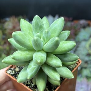 Pachyphytum compactum