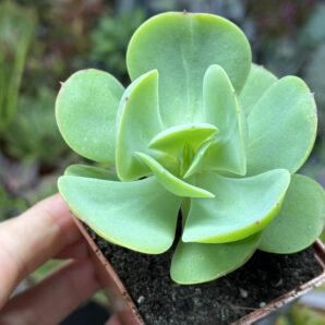 Echeveria Peach Pride