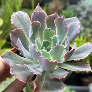 Echeveria Neon Breakers