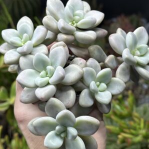 Graptopetalum Ellen