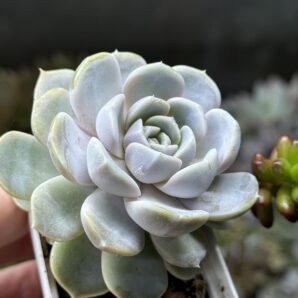 Echeveria albicans