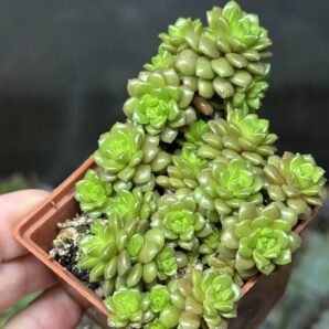 Cremnosedum Little Gem