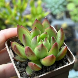 Echeveria agavoides Cristmas