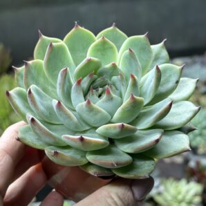 Echeveria chihuahuensis Ruby Blush