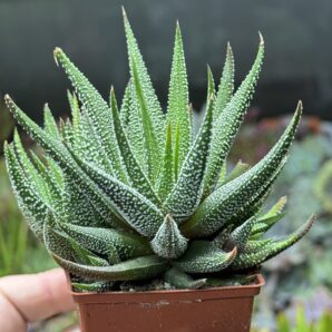 Haworthia Fasciata сoncolor