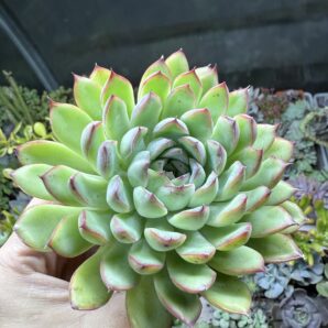 Echeveria Hercules