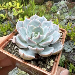Echeveria subsessilis