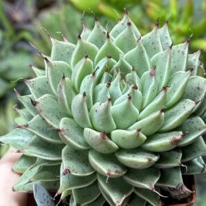 Graptopetalum Silver Star