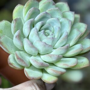 Echeveria pulidonis x laui