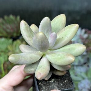 Pachyphytum Captain Jessop