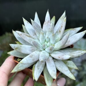 Echeveria Tolimanensis