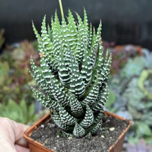 Haworthiopsis coarctata