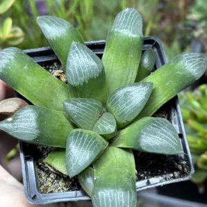 Haworthia comptoniana