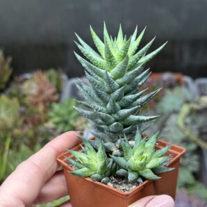 Haworthia glauca Herrei