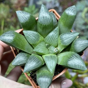 Haworthia comptoniana