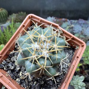 Coryphantha bumamma