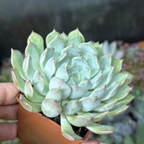 Echeveria Norma