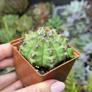Gymnocalycium mihanovichii 'Hibotan'