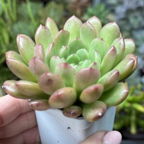 Echeveria Bashful