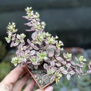 Crassula volkensii variegata