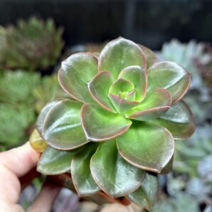 Echeveria Melaco