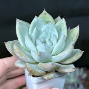 Echeveria Beatrice