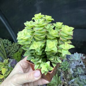 Crassula perforata f. variegata