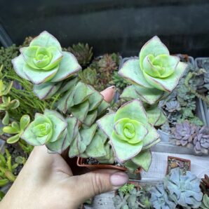 Crassula Perforata Giant form