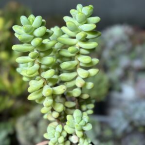 Sedum Treleasei