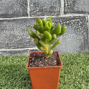 Crassula Hobbit