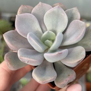 Echeveria Cupid