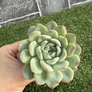 Echeveria pulidonis x laui